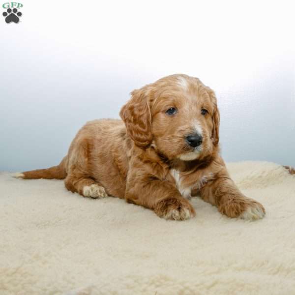 Barton, Mini Labradoodle Puppy